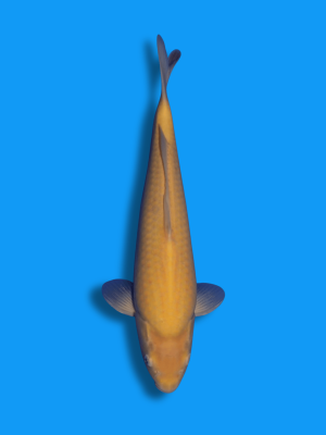 Karashigoi | Koi&Co.